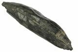 Fossil Sperm Whale (Scaldicetus) Tooth - South Carolina #176181-1